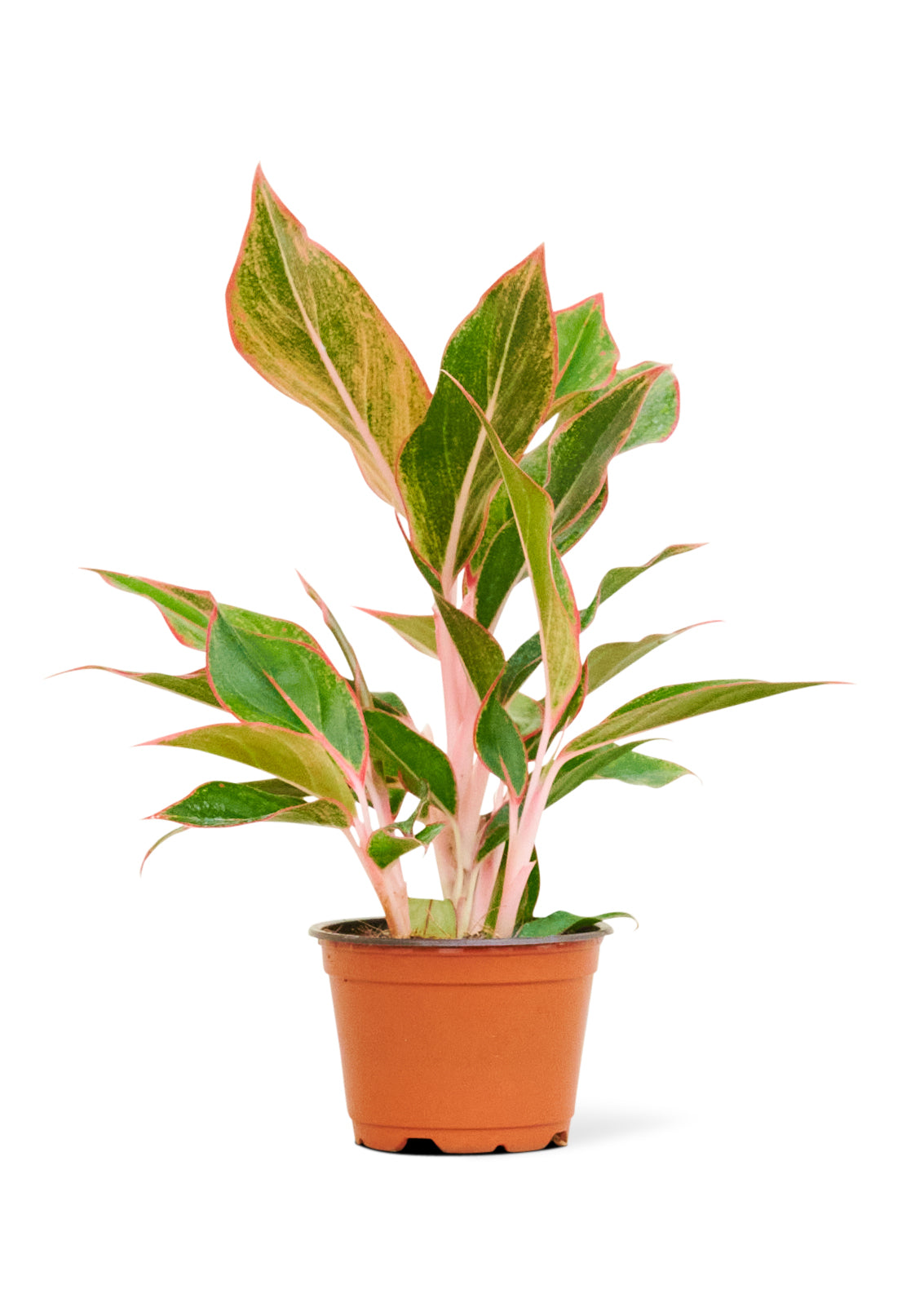 aglaonema red creta Red Chinese Evergreen, Small – Inked in Style