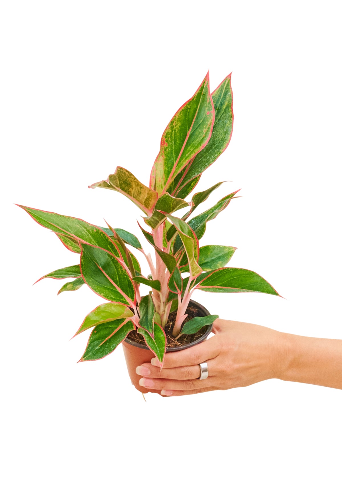 aglaonema crete - chinese evergreen Red Chinese Evergreen, Small – Inked in Style