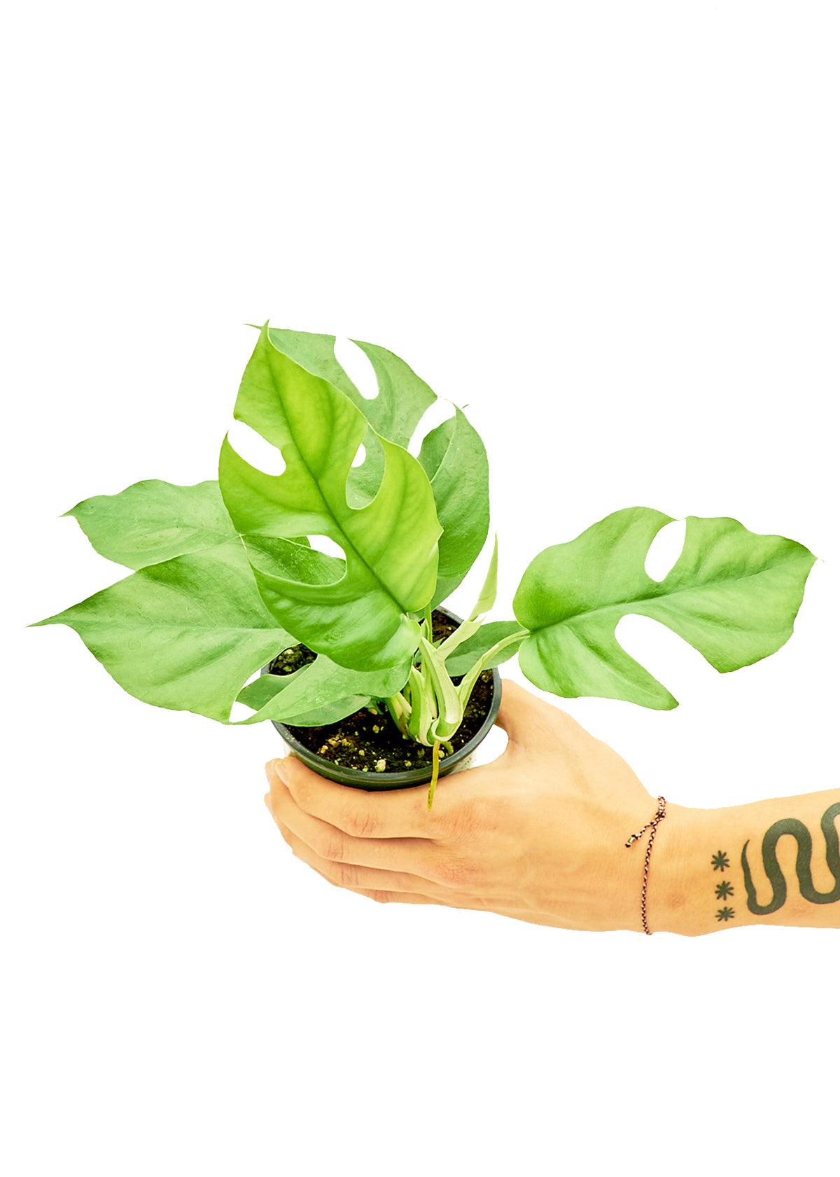 Mini Monstera, Small – Inked in Style