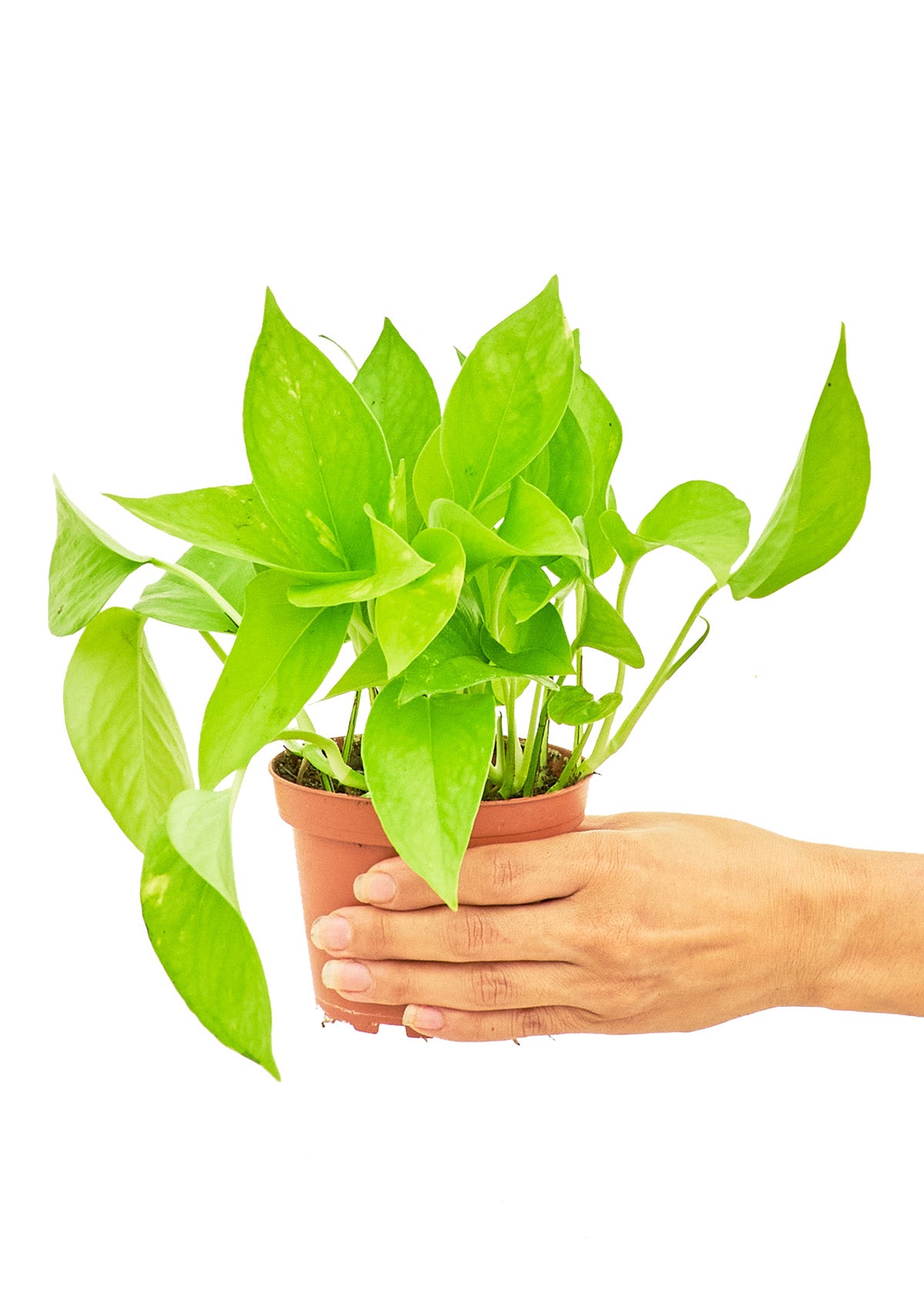 small pothos plant Golden Pothos, Small – Inked in Style