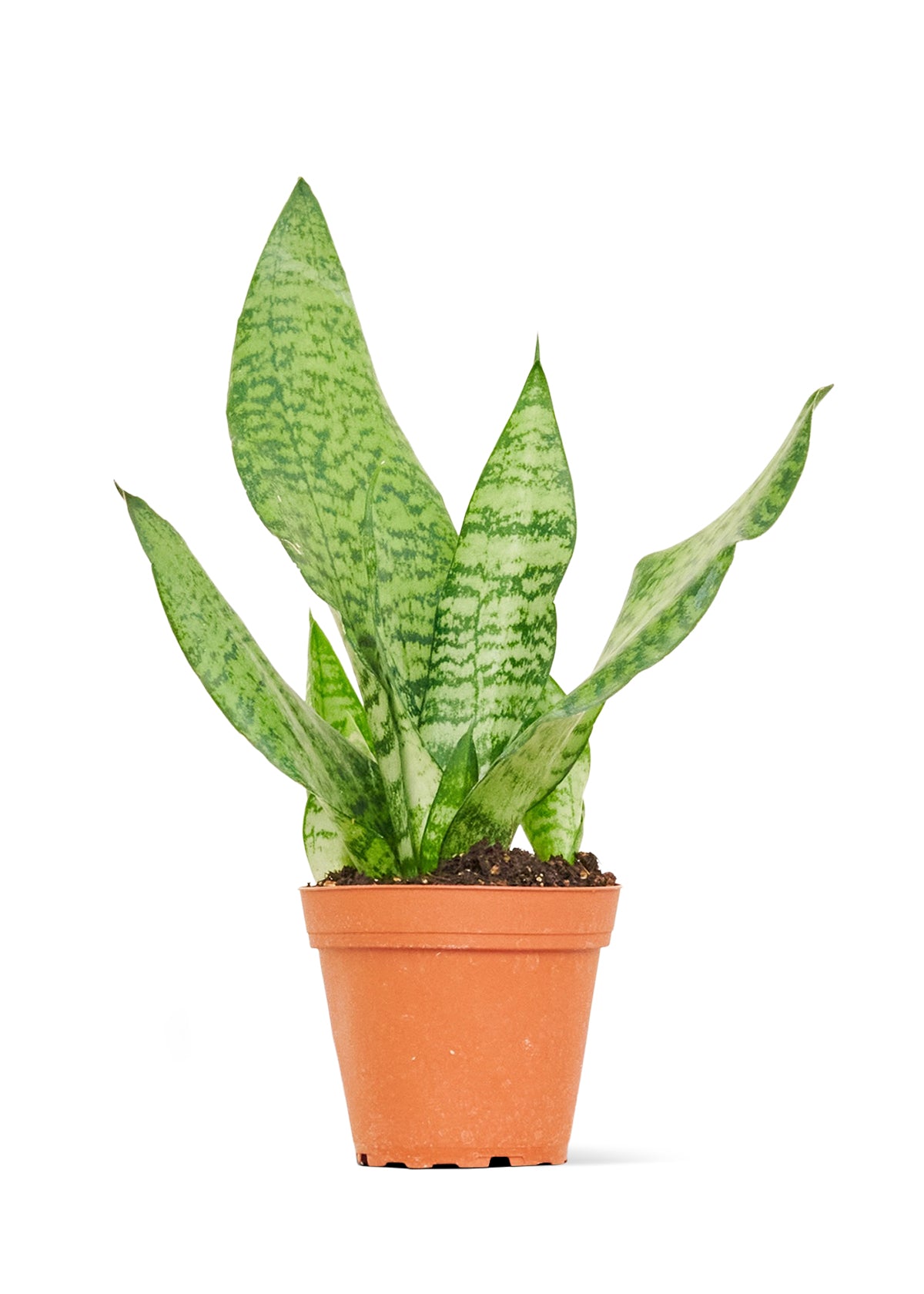 sansevieria trifasciata zeylanica Snake Plant 'Zeylanica', Small – Inked in Style