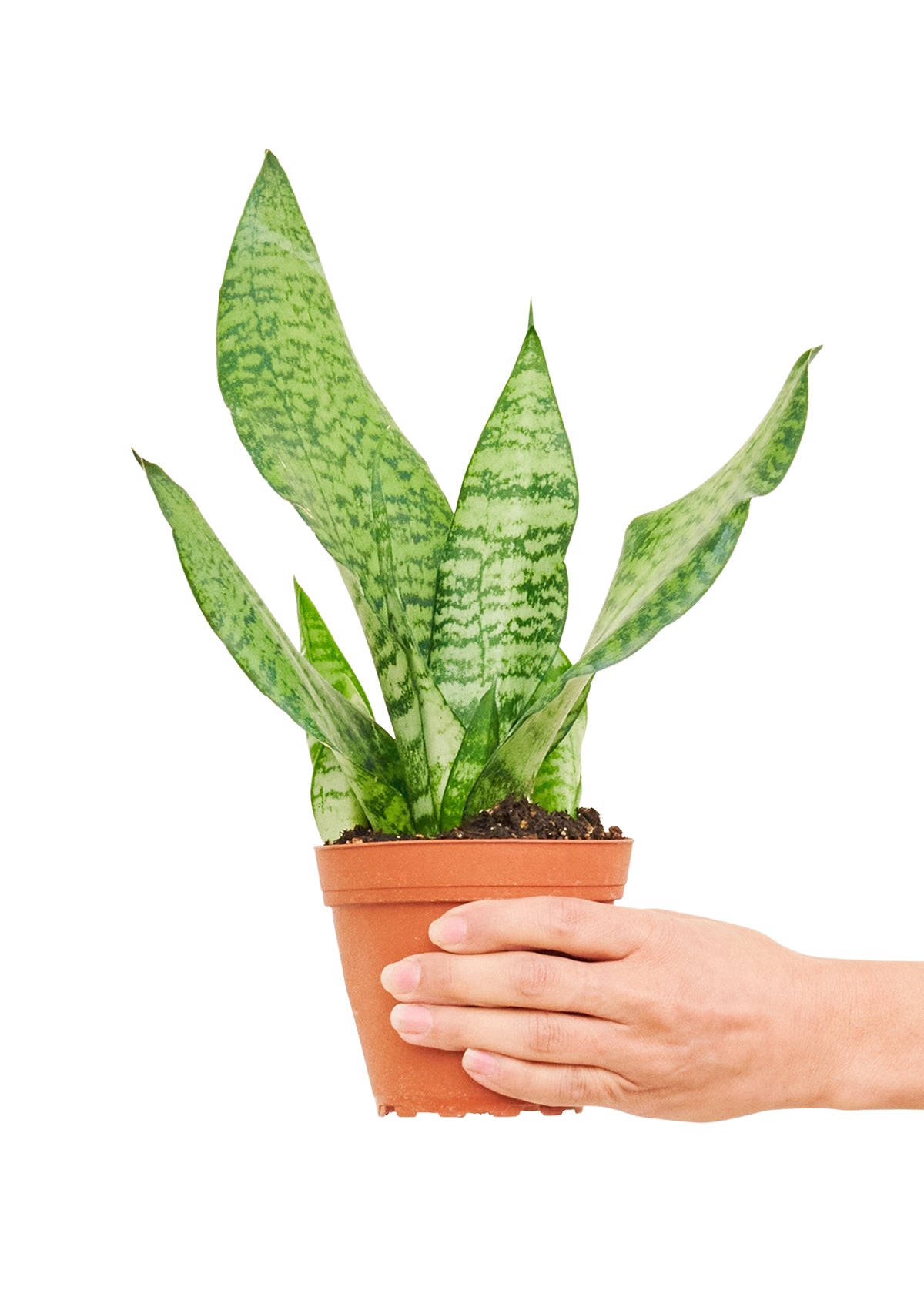 snake plant cuidados Snake Plant 'Zeylanica', Small – Inked in Style