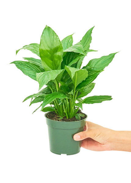Peace Lily, Small