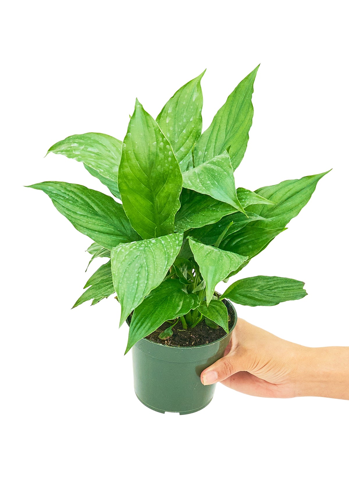 mosaic virus peace lily Peace Lily, Small – Inked in Style