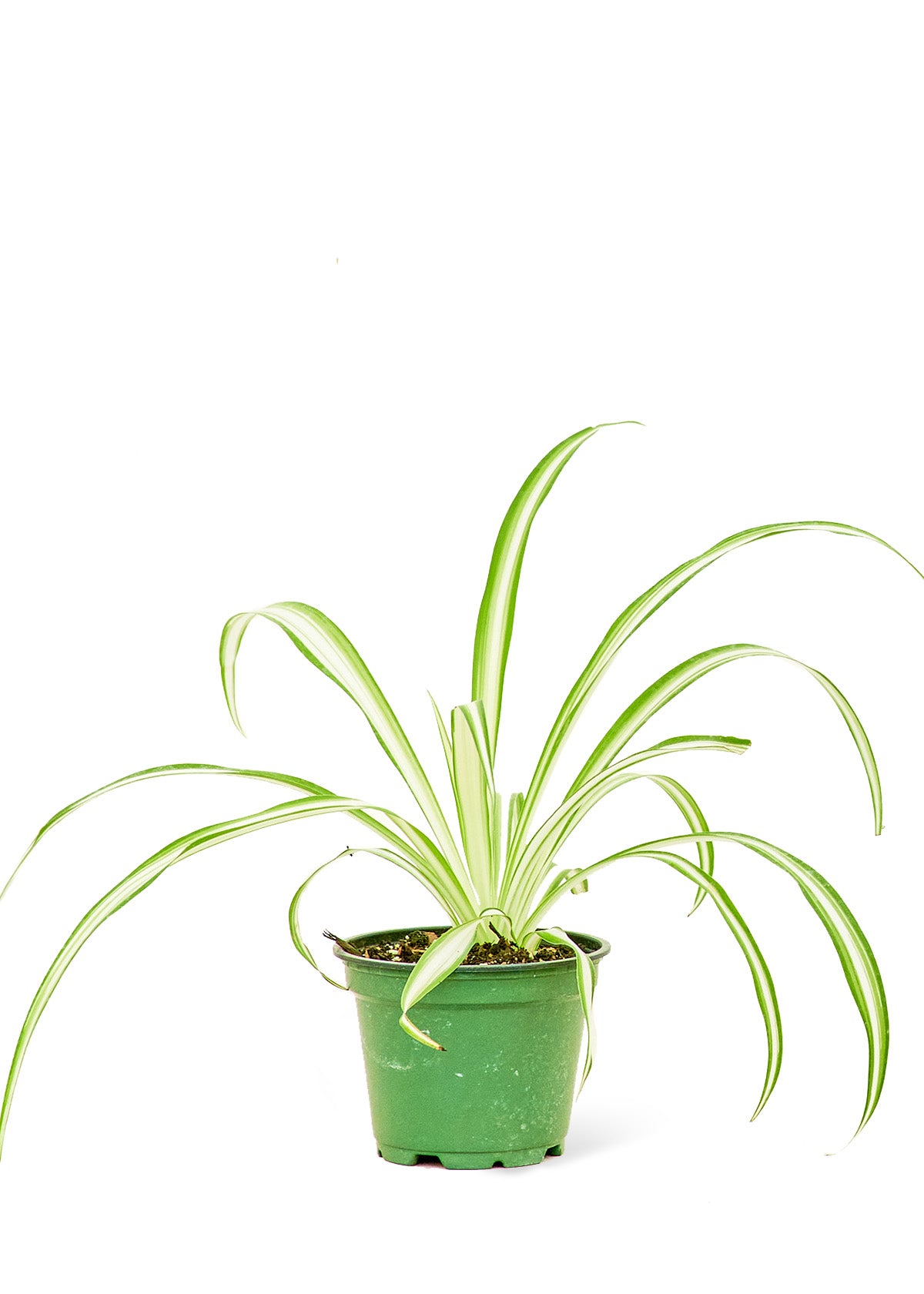 tiny spider plant Spider Plant, Small – Inked in Style