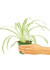Spider Plant, Small