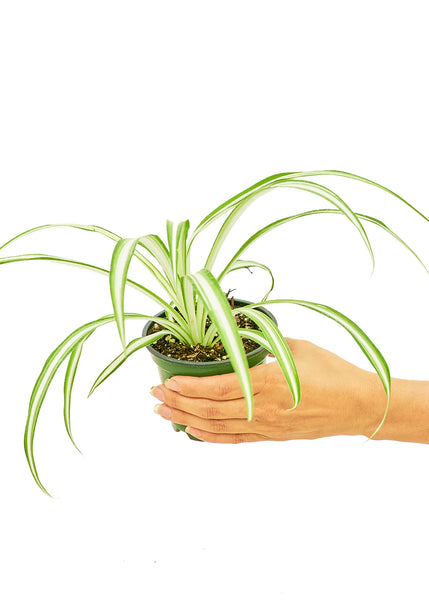 Spider Plant, Small
