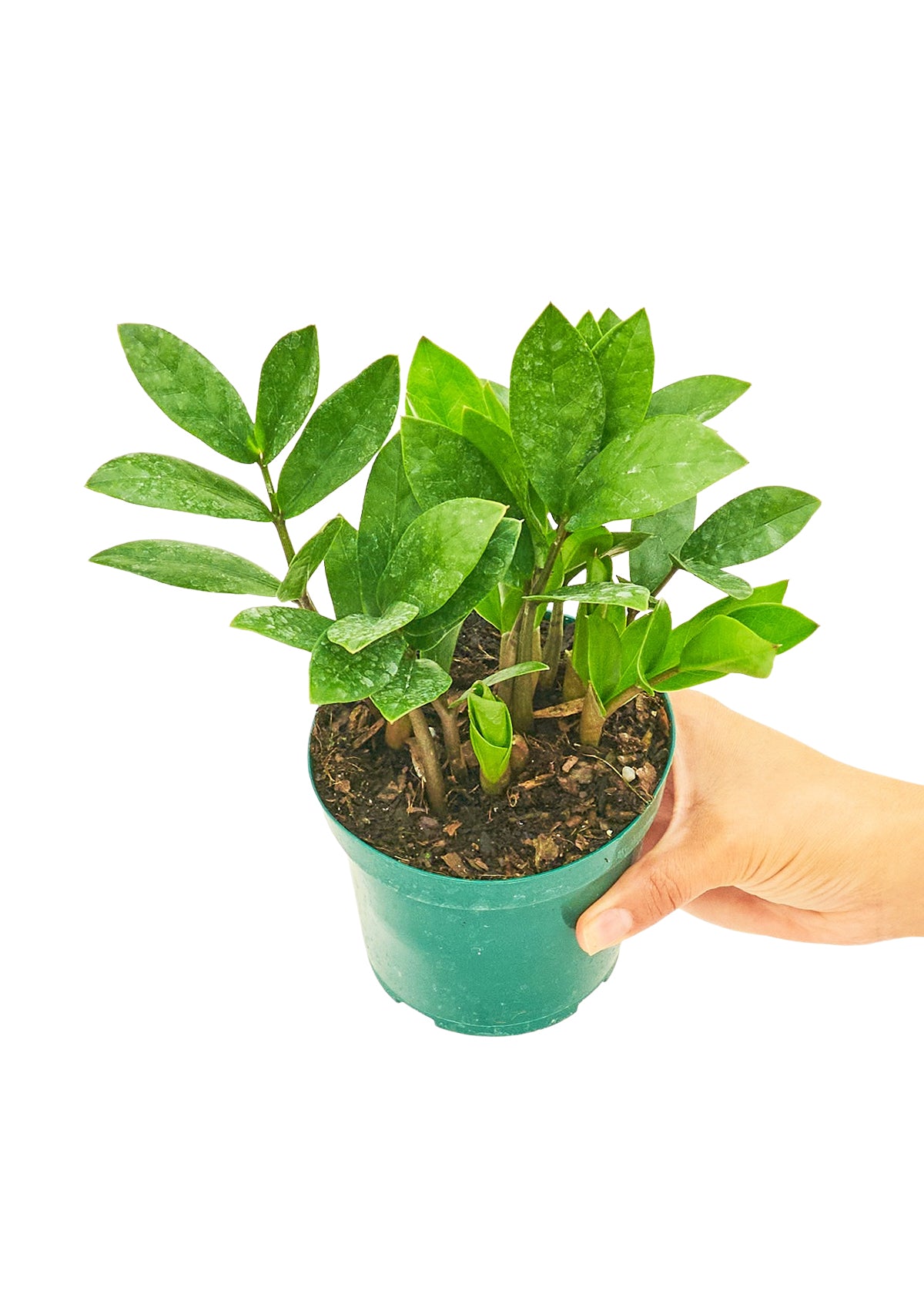 baby zz plant ZZ Plant, Small – Inked in Style